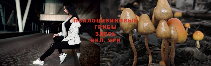 Псилоцибиновые грибы Psilocybe  Верея 